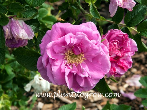 Pink Pavement Rose (Rosa rugosa)